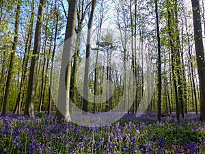 Seasonal purple-blue carpet of flowering bluebells wild hyacinths in spring forest