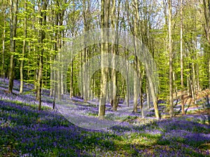 Seasonal purple-blue carpet of flowering bluebells wild hyacinths in spring forest