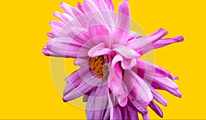 Seasonal purple chrysanthemum flower isolated on yellow background