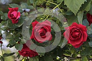 Seasonal red ivy roses, thorns and green leaves.