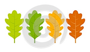 Seasonal specific oak leaves icon