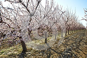 Seasonal spring flowers in orchard.  Apricot