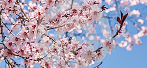 Seasonal spring flowers trees background