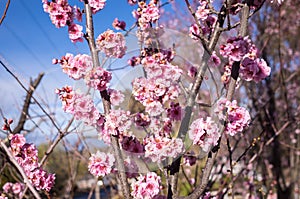 Seasonal spring flowers trees background. April, cherry.