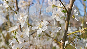 Seasonal spring flowers trees video 4k