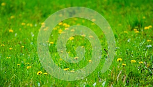 Seasonal spring garden with fresh green grass and dandelions