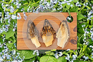 Seasonal spring mushroom Morchella conica called black morel outdoors on cutting board surrounded by forget me not flowers.