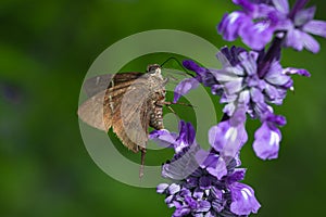 Seasonal tropical forest butterflies. Summer flowers.