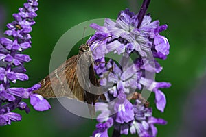 Seasonal tropical forest butterflies. Summer flowers.