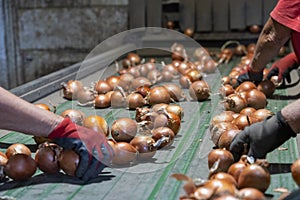 Seasonal Workers Working At Onion Sorting Line in Packing House Facility