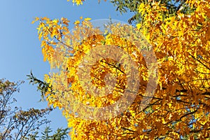 Seasonal Yellow And Green Autum Trees - Blue Sky In Background - Angled View From Bottom To The Top