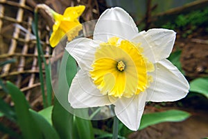 Seasonality of nature in backyard garden, Daffodil