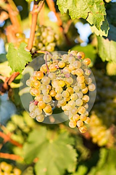 Seasoned grapes in the vineyard