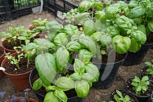 Seasoning plant Genoese Basil Basilicum Genovese in a pot