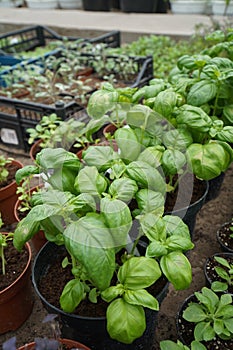 Seasoning plant Genoese Basil Basilicum Genovese in a pot