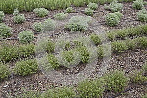 seasoning plants in a public park