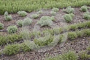 seasoning plants in a public park