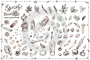 Seasoning and vegetables hand drawn vector set photo