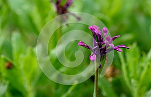 Small purple flower in the wind. photo