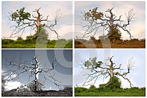 Seasons of a Dying Tree