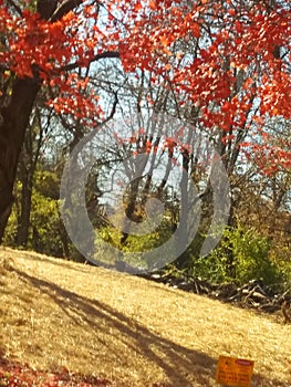 Seasons reasons treesn& x27;