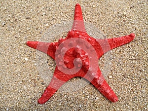 Seastar photo