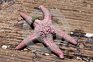 Seastar