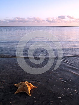 Seastar photo