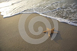 Seastar on the beach photo