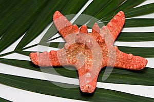 Seastar and palm