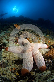 Seastar on reef. Indonesia Sulawesi photo