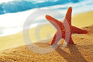 Seastar on the sand of a beach photo