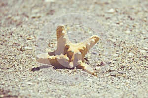 Seastar or sea starfish standing in beach sand. Star fish on background with copy space.