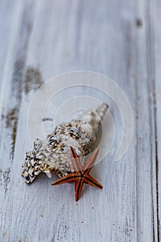 Seastar and seashell over white rustic background