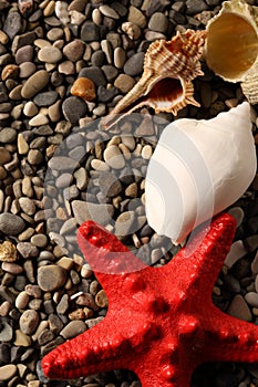 Seastar and seashells