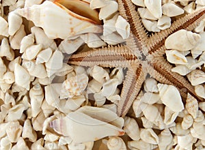 Seastar and shells