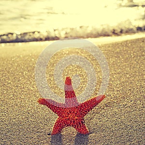 Seastar on the shore of a beach photo