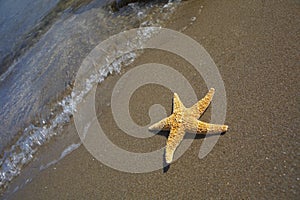 Seastar sitting in ocean photo