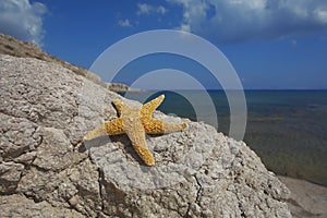 Seastar sitting on a rock