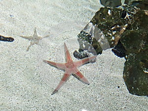 Seastar