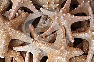 Seastars