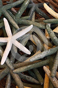 Seastars