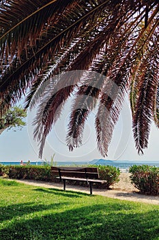 Seat bench under the palm tree by the sea