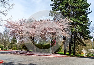 Seatac Cherry Blossoms