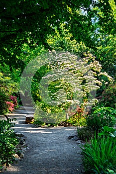 Seatac Garden Path Flowers