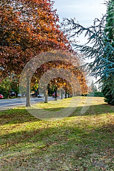 Seatac Streetside Autumn Trees