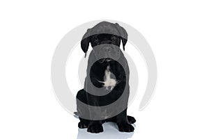 Seated beautiful cane corso dog looking at the camera