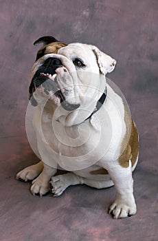 Seated bulldog