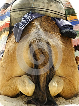 Seated camel seen from behind