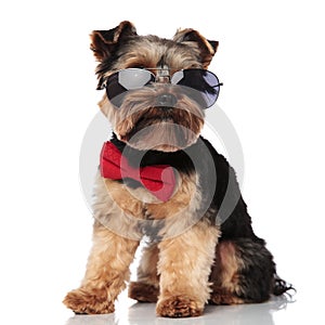 Seated classy yorkie wearing sunglasses looks to side